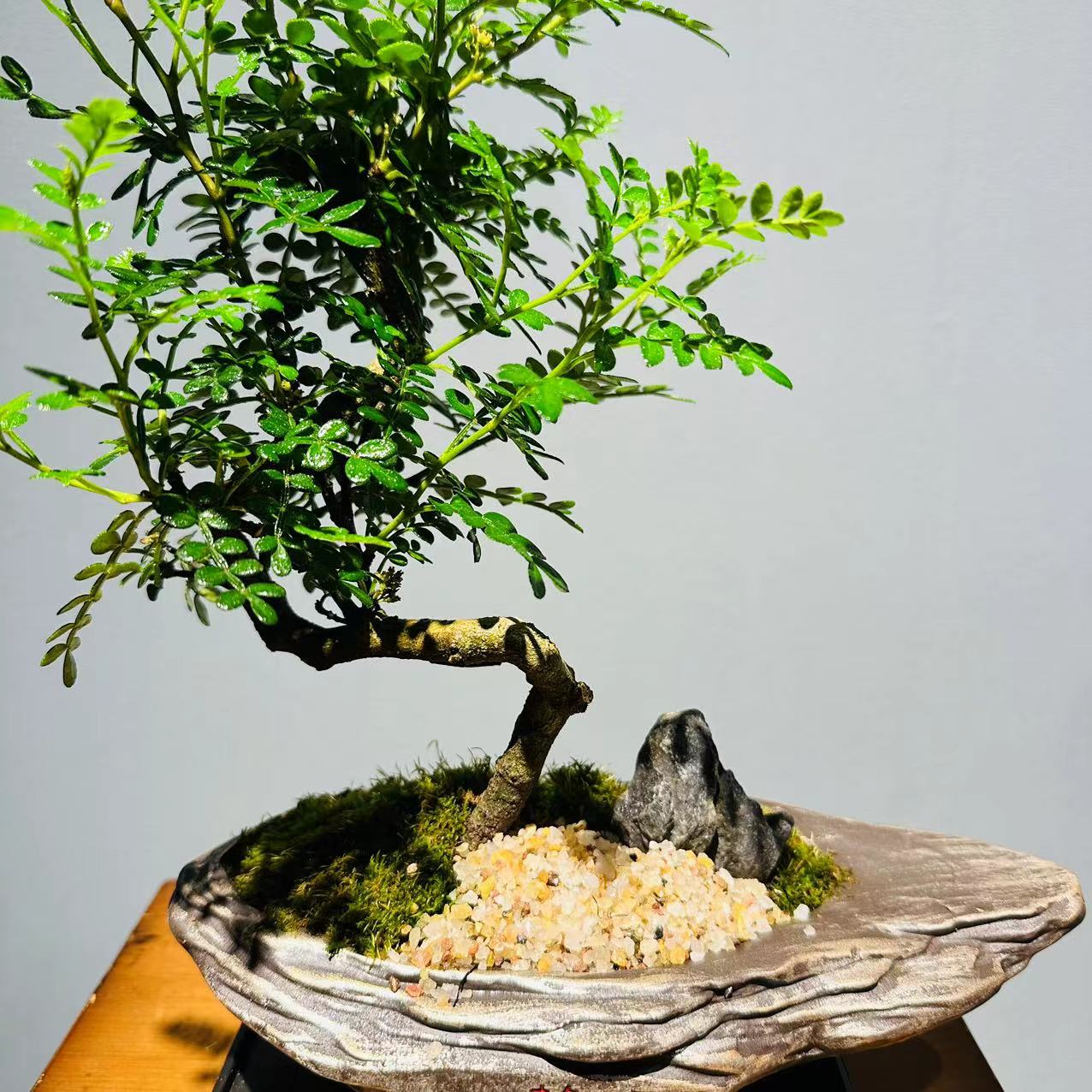 静陵异形盆S型清香胡椒木+185长方座