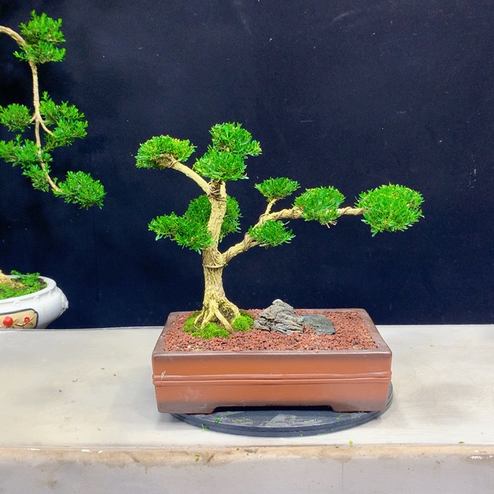 红陶20CM（含）-50CM（不含）好**梦