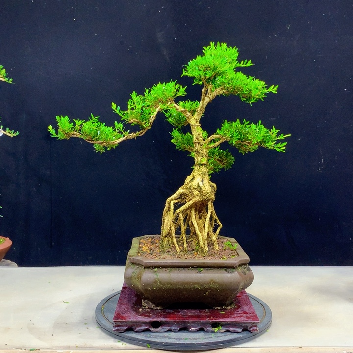 红陶20CM（含）-50CM（不含）林