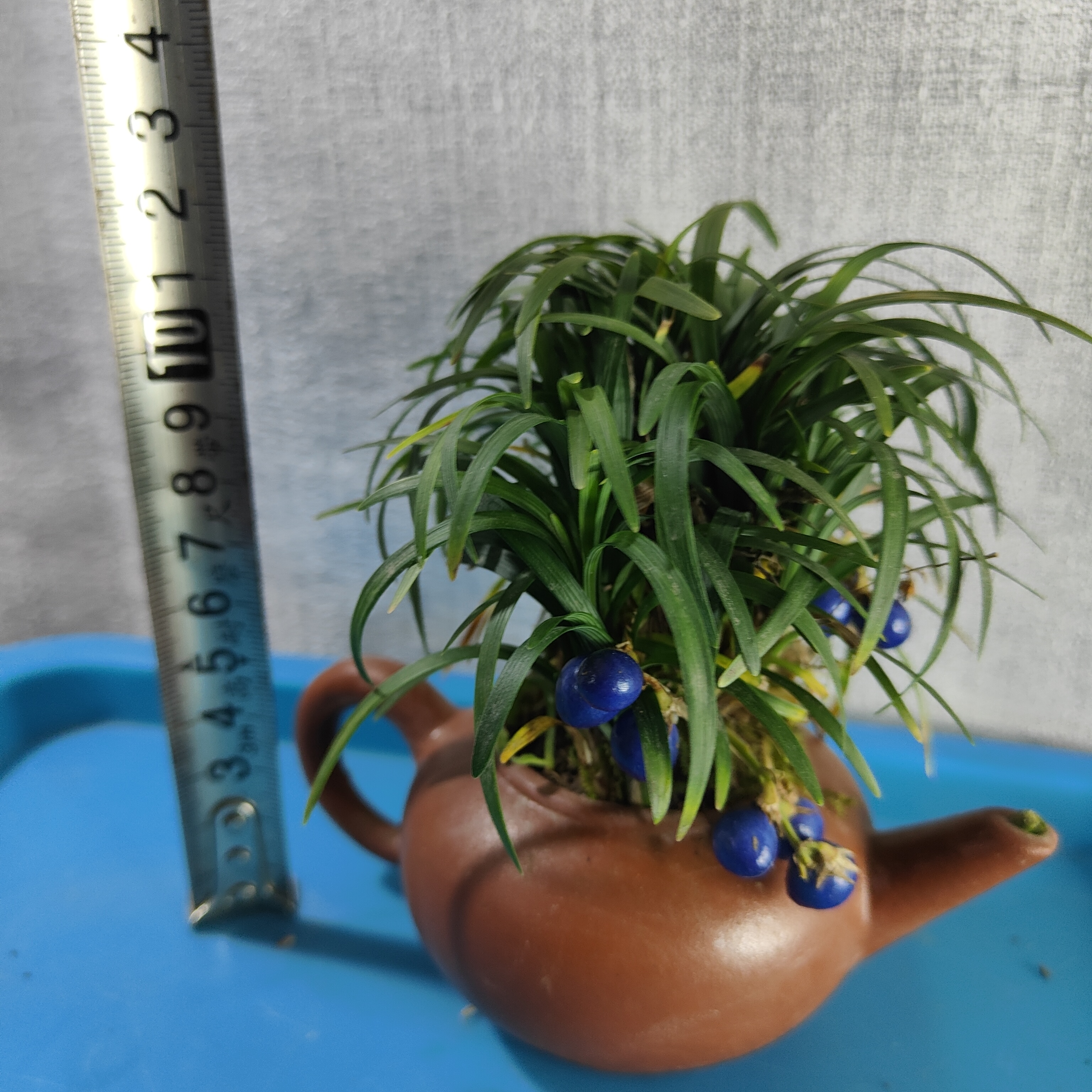 上海发货麦草瓜子黄杨微型盆景树桩园艺绿植盆栽办公室家庭摆件