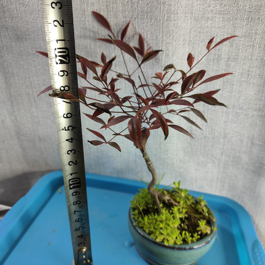 南天竺微型盆景上海发货 盆栽树桩绿植园艺花卉家庭办公桌摆件