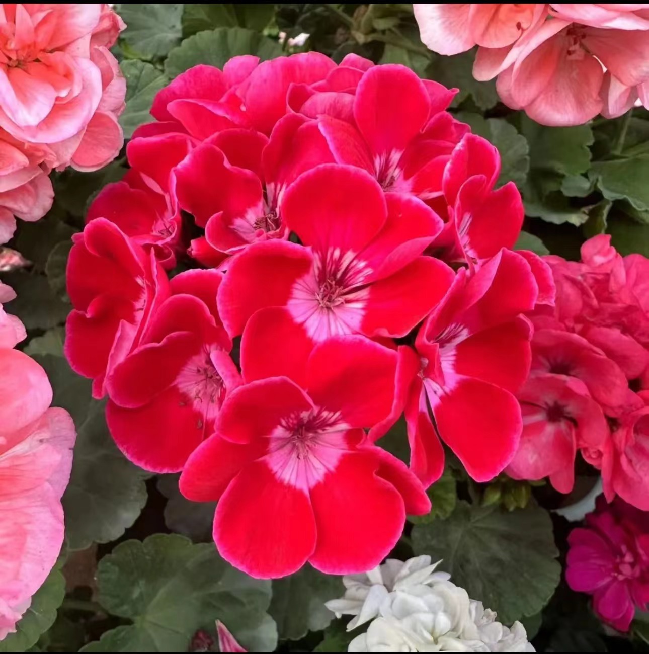 【勤花好养】英雄-中苗带花苞发货包对版