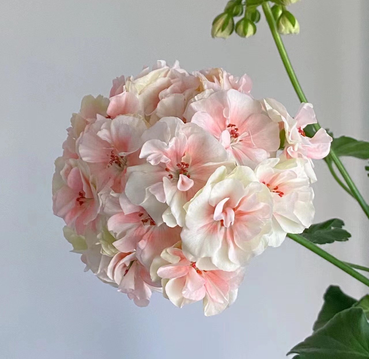 国王——中苗发货带花包【经典勤花品种】