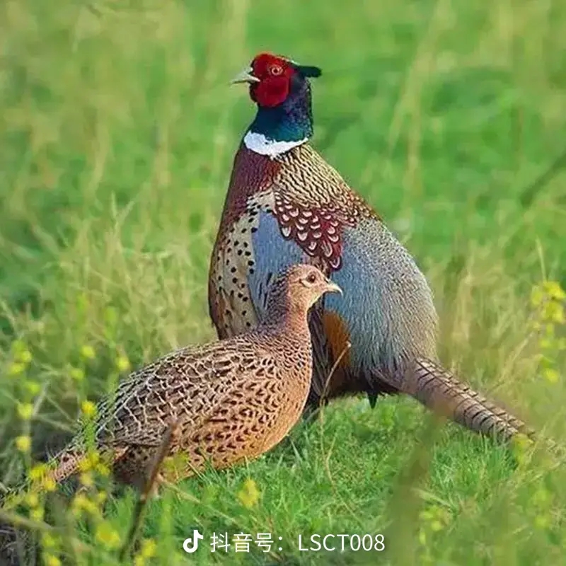 两母，七彩山鸡，吃枸杞粮食纯散养林下养殖长大