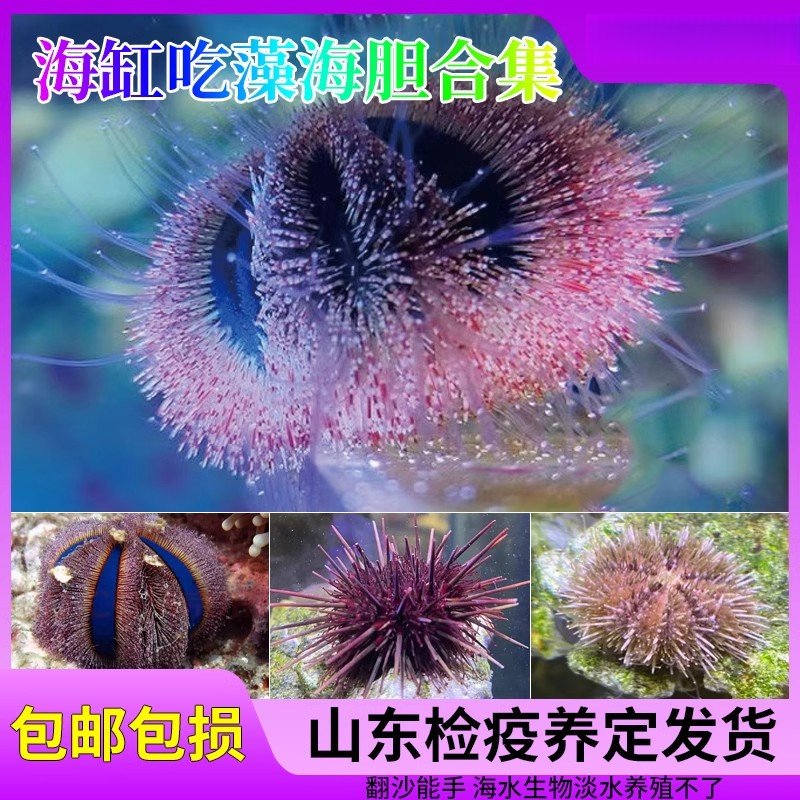 蓝礼服海胆紫海胆海缸吃藻工具生物海水生物造景海缸生物