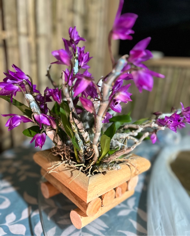 杉木车，拍一发三(抗腐蚀，高树酸)石斛兰石斛，好成活，简单便利种植