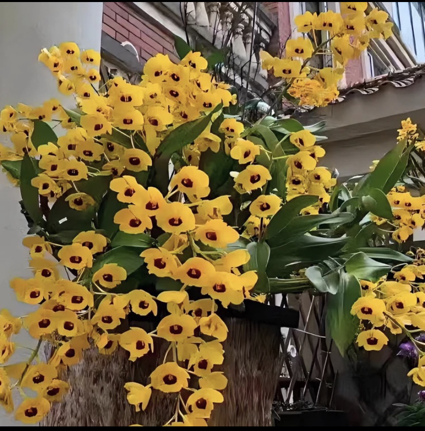 栗斑鼓槌 云南高山养殖，生命力强，好吃好养，容易爆花实物使用