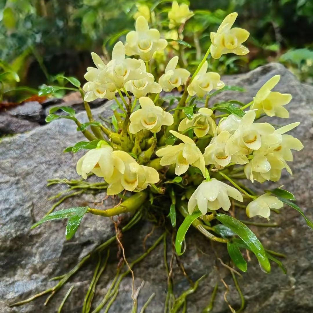 米斛石斛，食用价值高赏花价值高。