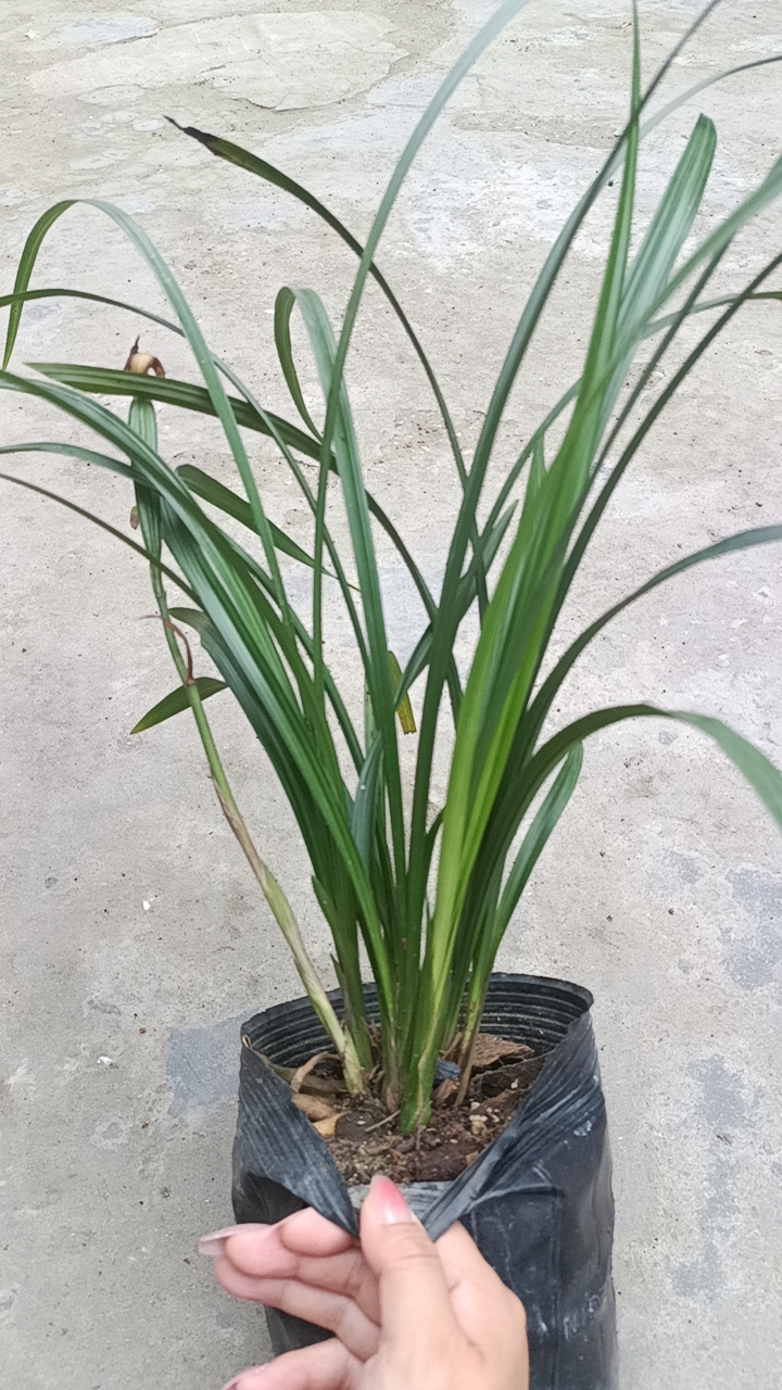 室内盆栽植物 兰花苗  带花苞发货 自然养植苗