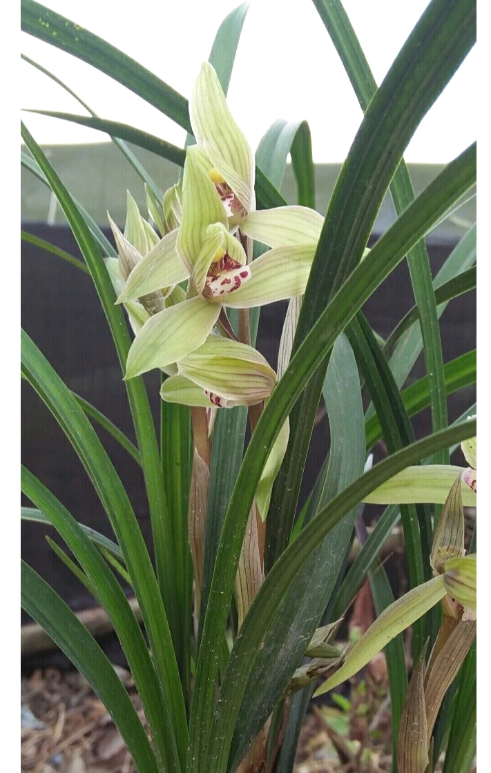 春剑观赏兰花  春剑色桃花 兰花草