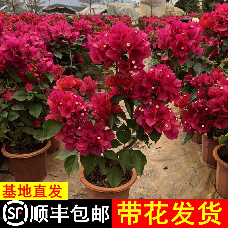 三角梅盆栽带花发货大苗爬藤攀援飘枝阳台庭院花卉好养四季开花