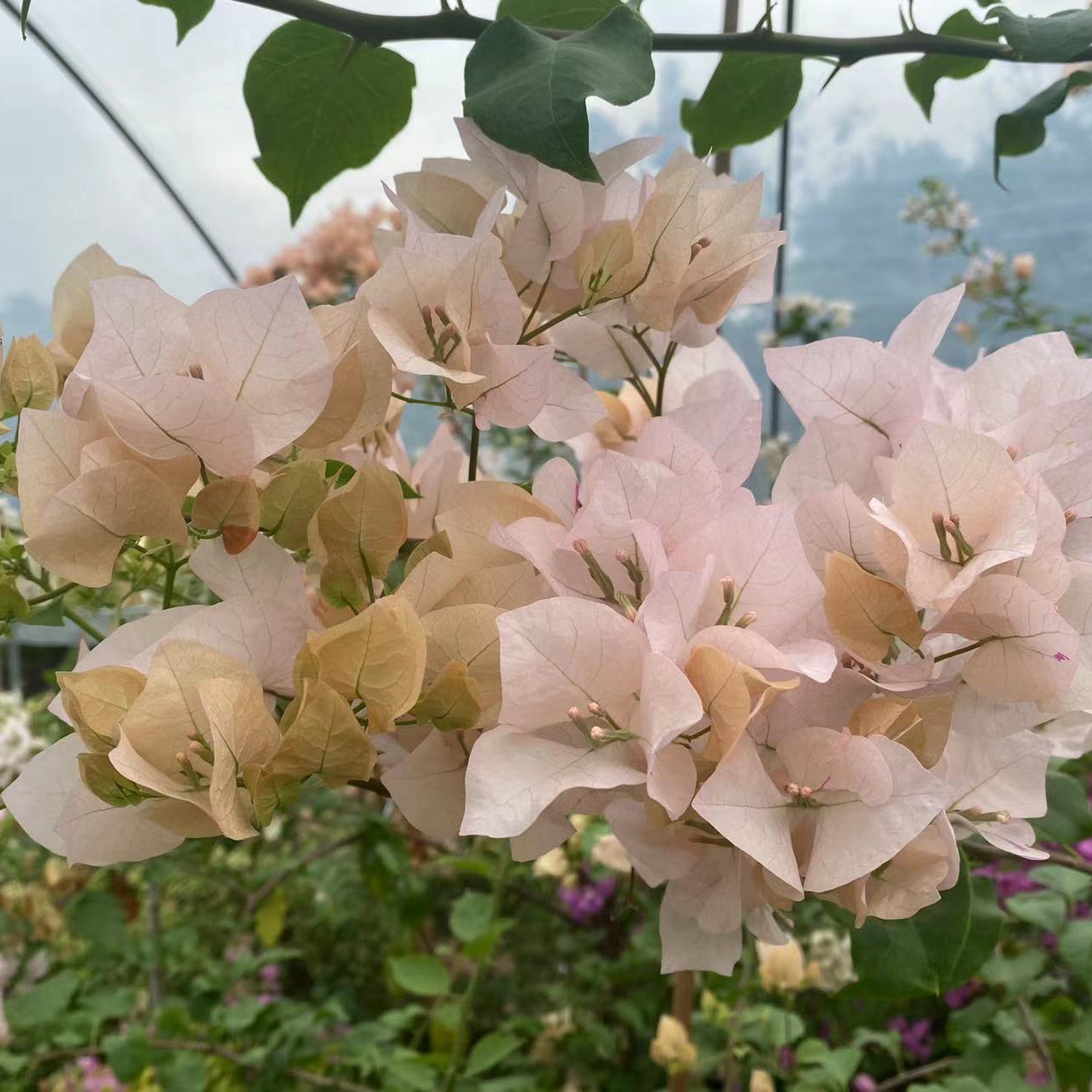 【韩梅梅】三角梅 稀有品种大苗桩子 直播专用