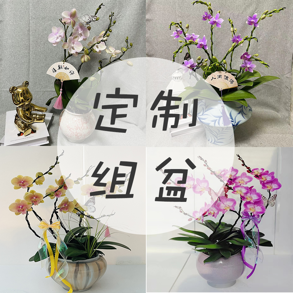 【定制组盆】定制链接 非直播勿拍  室内鲜花绿植礼物盆栽乔迁