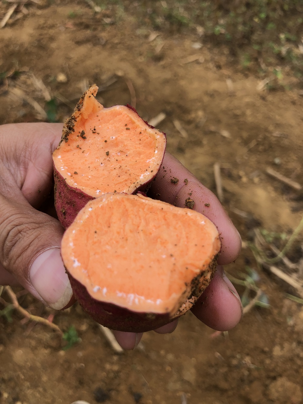 大山里老人家种的黄心番薯   包邮