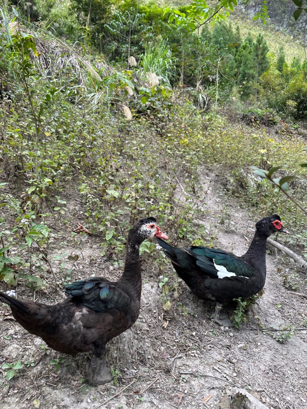 大山里老人家自己养的番鸭