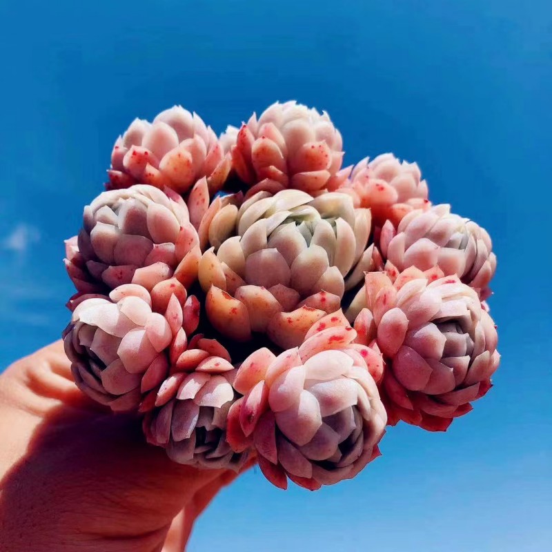 【随机30个品种不重样】云南多肉植物5-7CM多品种随机