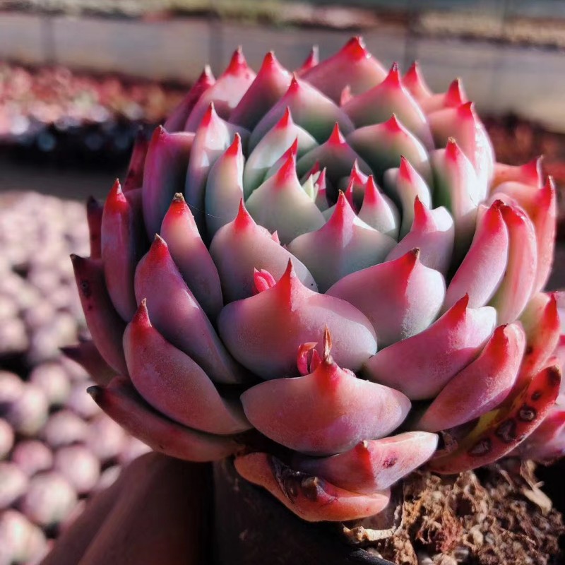【云味仙踪专属】200-299号云南多肉植物新手套餐绿植花卉直播