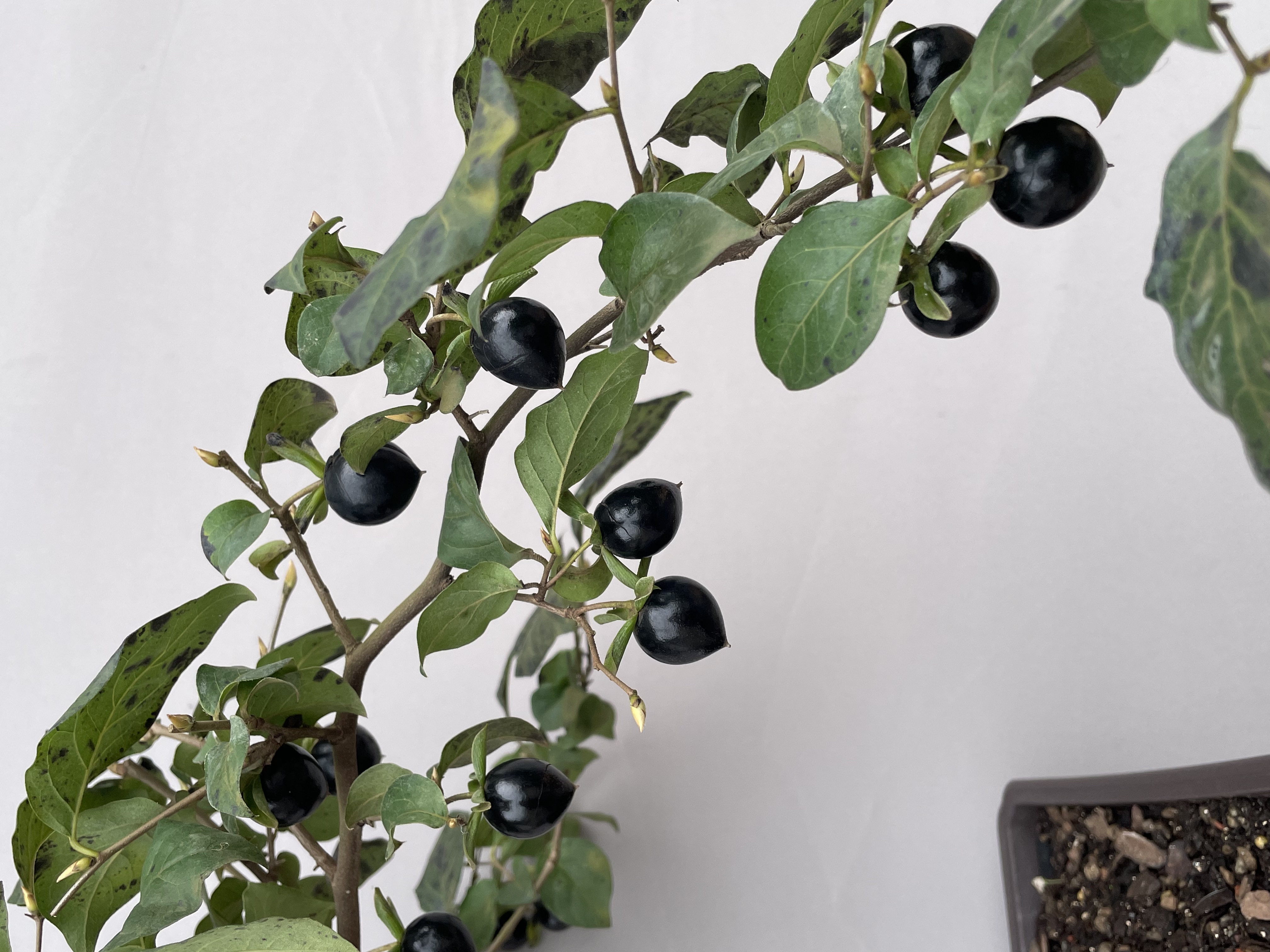 金弹子盆景素材直播间一物一拍