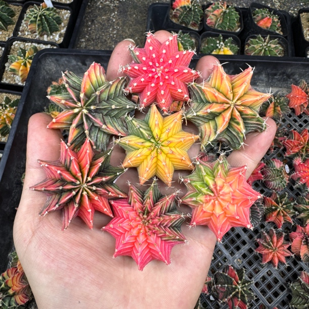 泰国肋骨锦进口实生自然锦随便挑