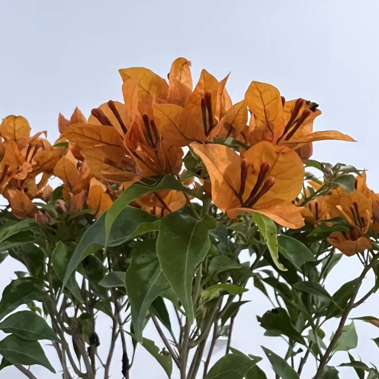 三角梅一物一拍1号链接各种颜色三角梅爬藤庭院家居绿植花卉好养