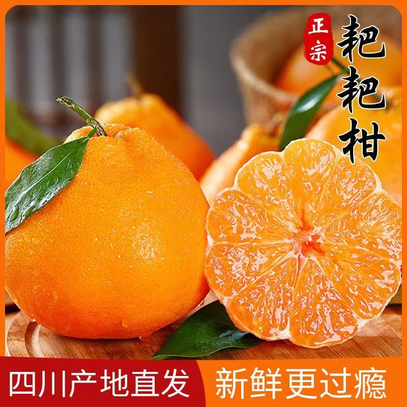 【四川眉山春见耙耙柑】现摘现发新鲜应季水果桔子柑橘丑柑皮薄多汁