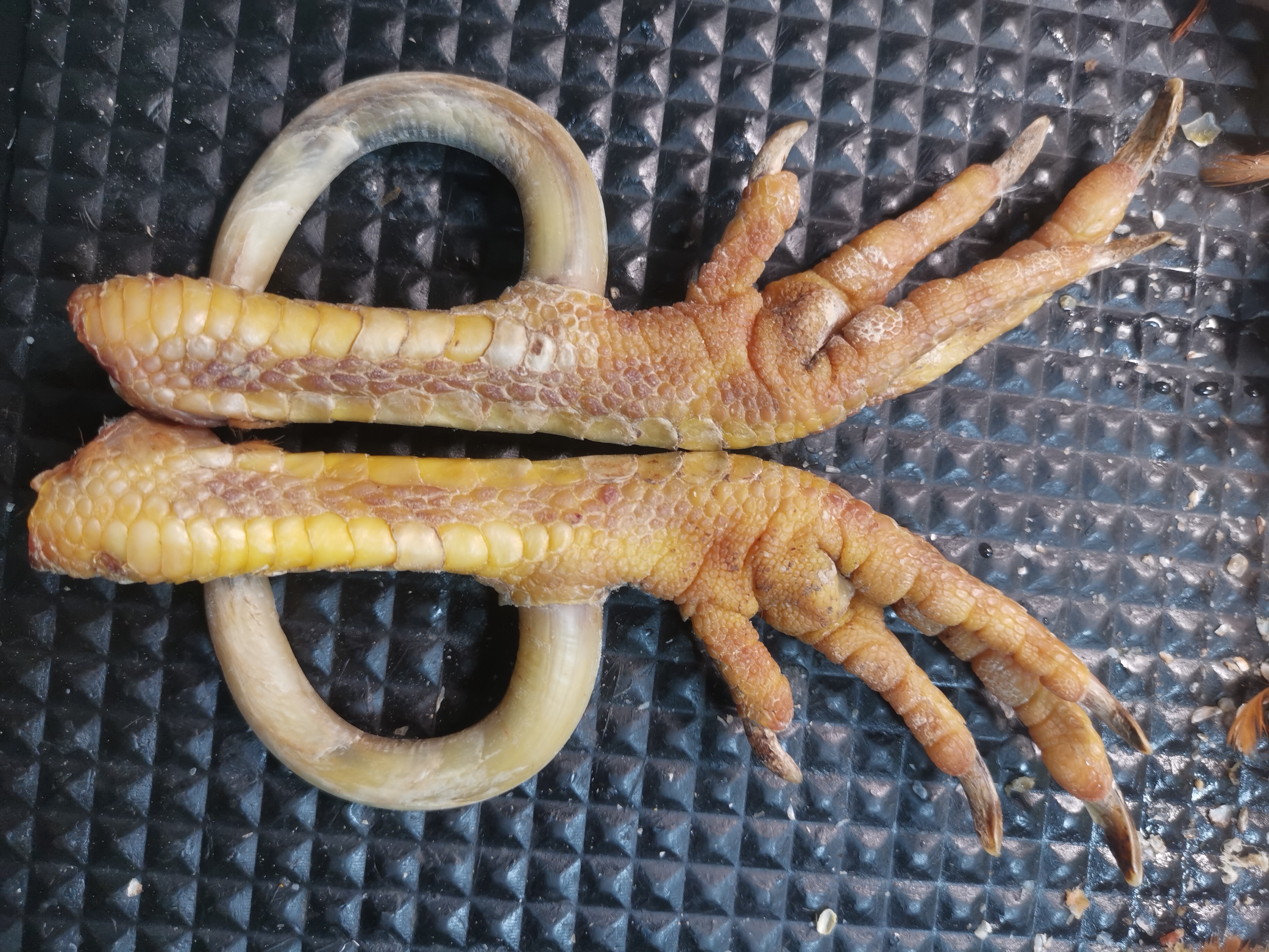 鸡凳子工艺品，一对对称弯钩，物有所值。