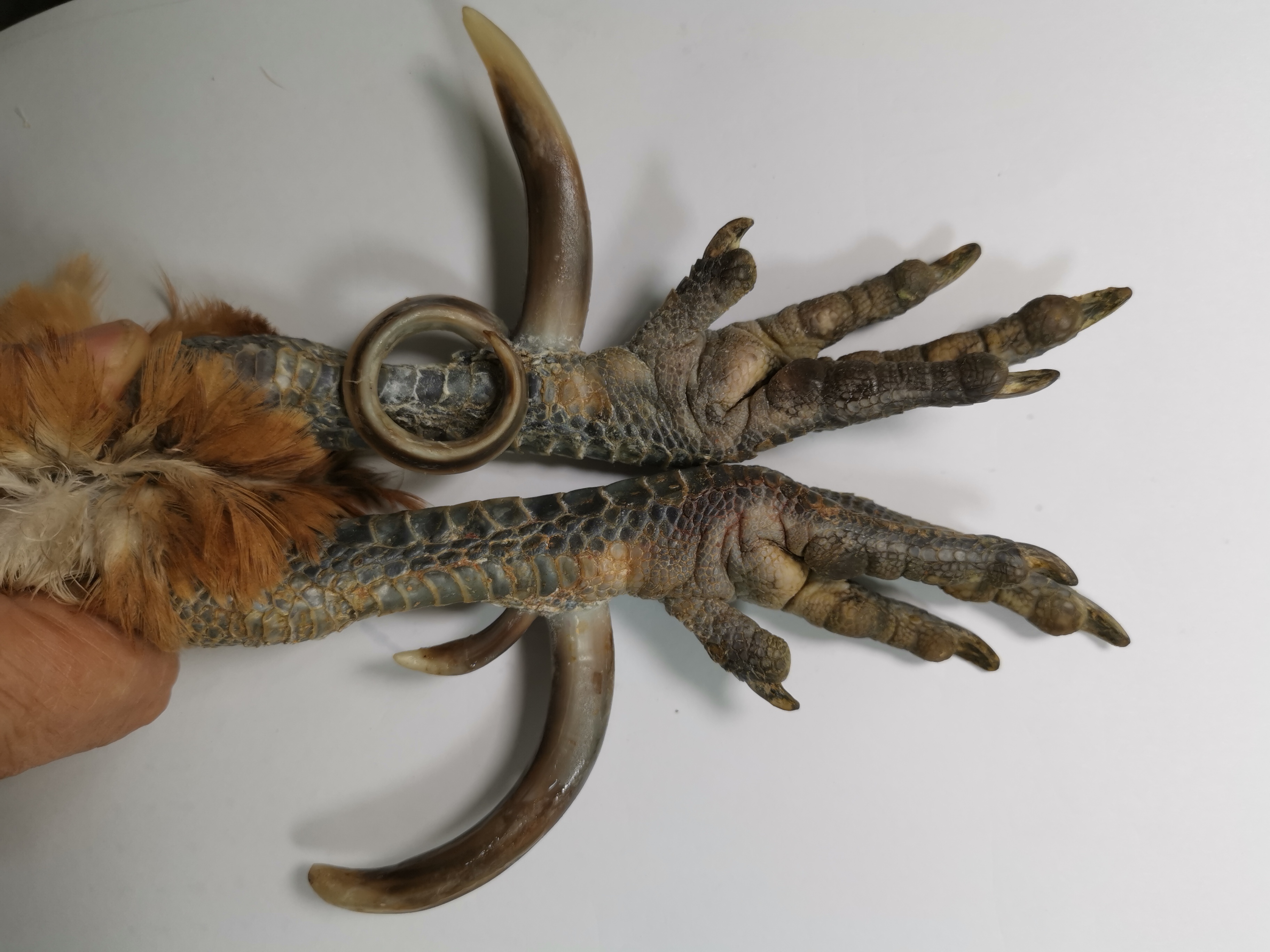 鸡凳子工艺品，一对时间沉淀的圆圈弯钩。难得精品，物有所值。