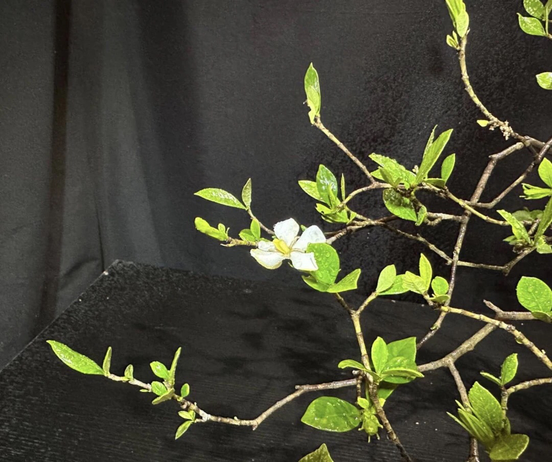 黄扬，春花等盆景，一物一拍