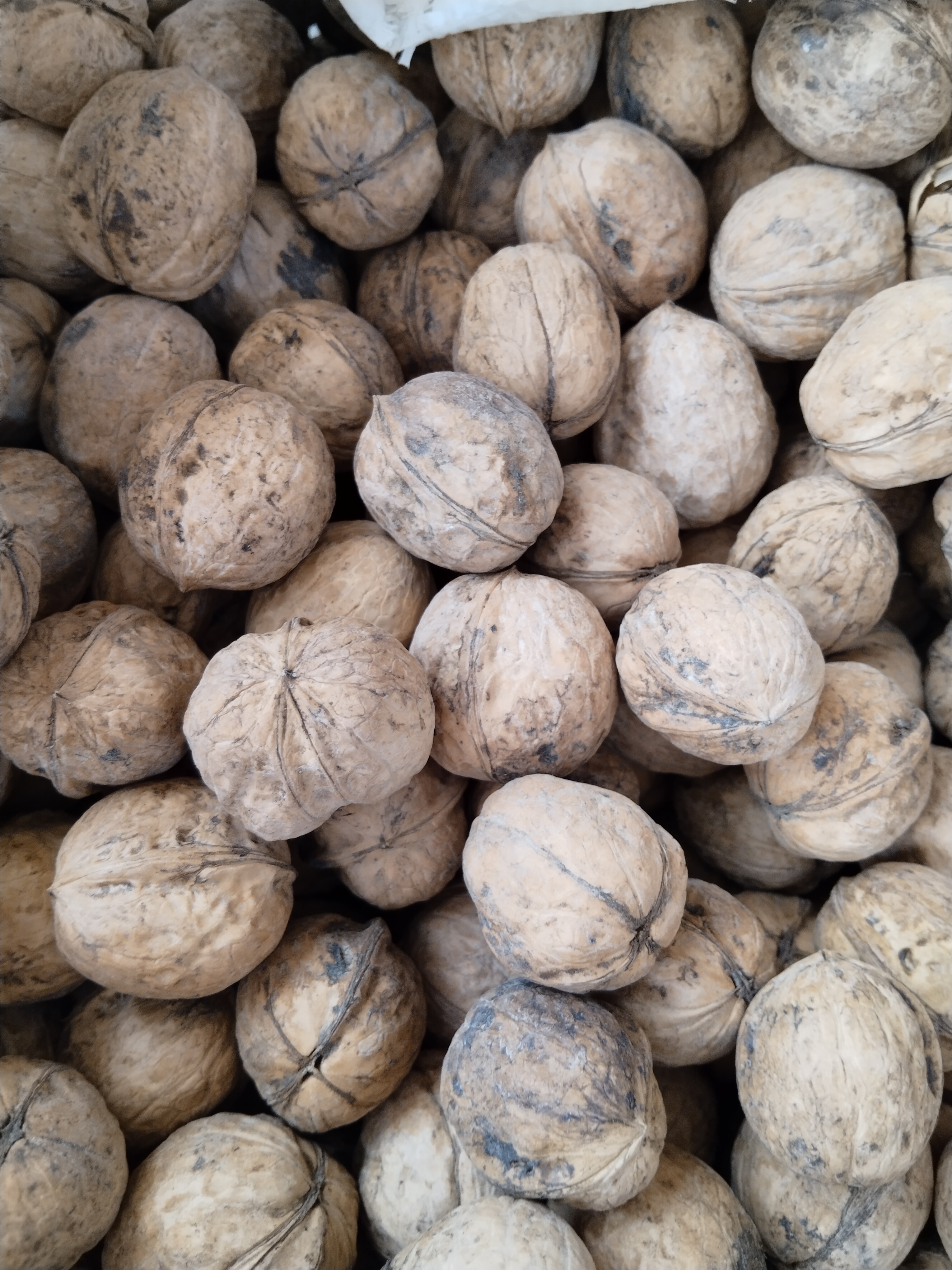 新疆2025年新下树185纸皮核桃，不加工，不清洗，产地直发