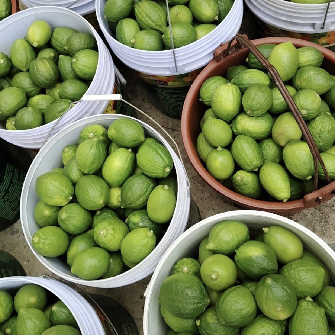 广西爆香型香水柠檬现摘现发