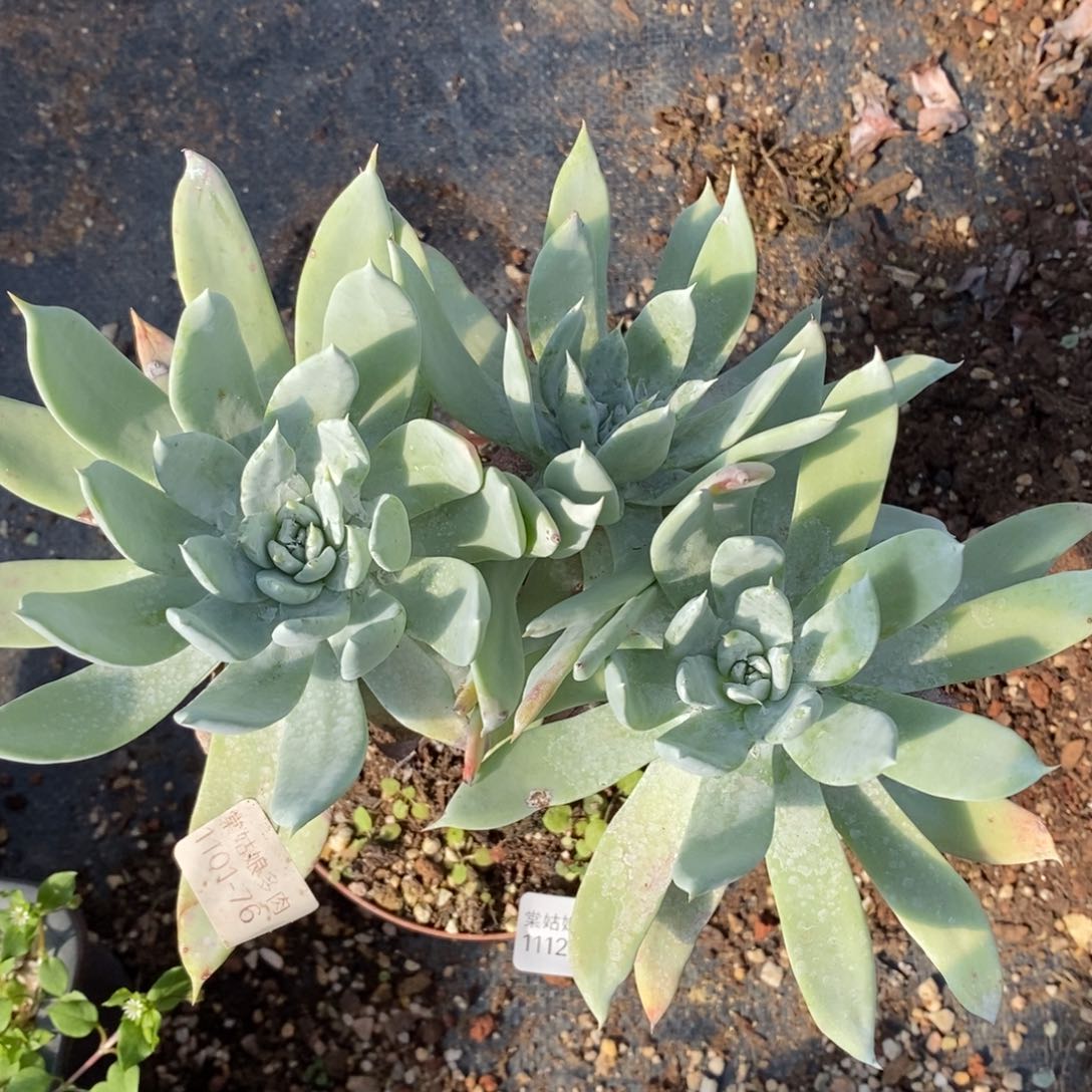 41号雪山群粗腿子