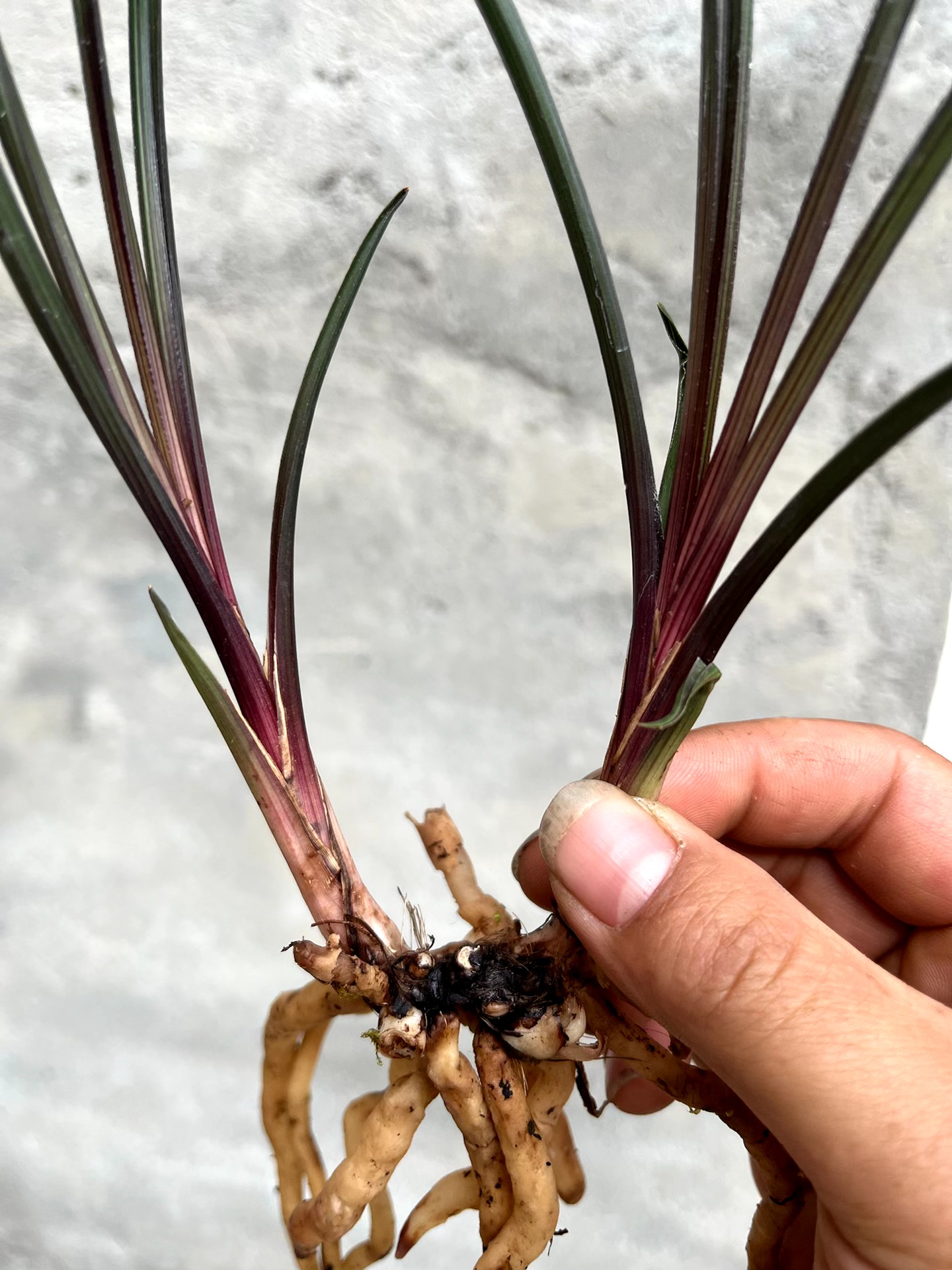 九寨沟特红蕙兰红香妃