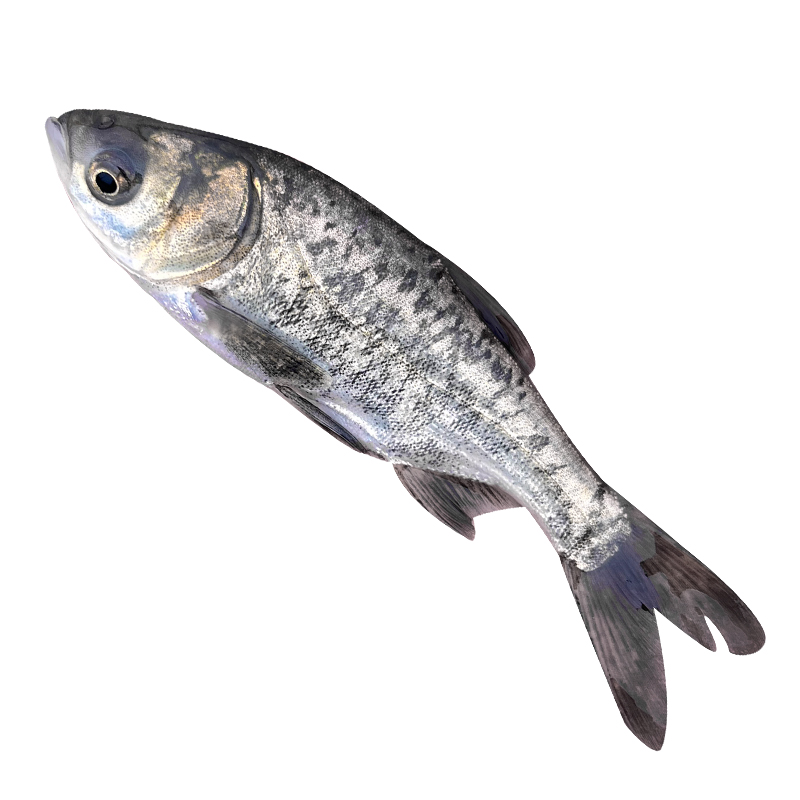 新鲜花鲢鱼渔场直发现捞