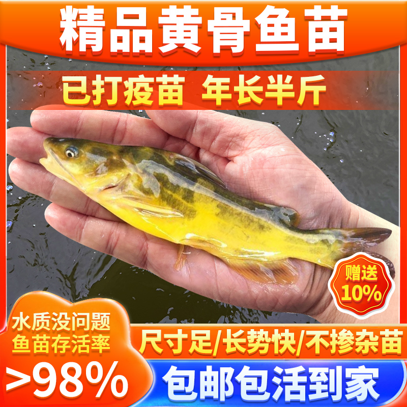 新鲜黄辣丁渔场直发现捞