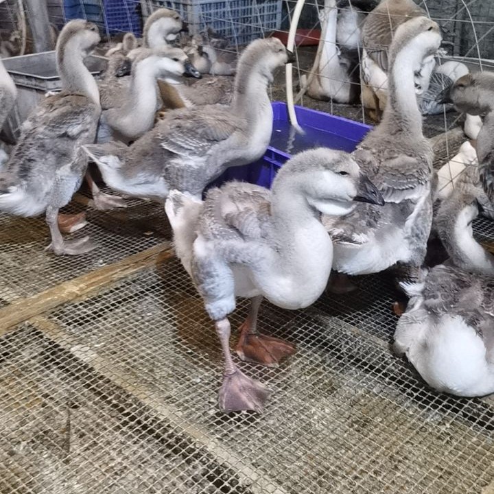 尚鲜挂脖4/5斤新鲜潮汕新鲜现杀狮头鹅整只大鹅生鲜鹅肉真空包装