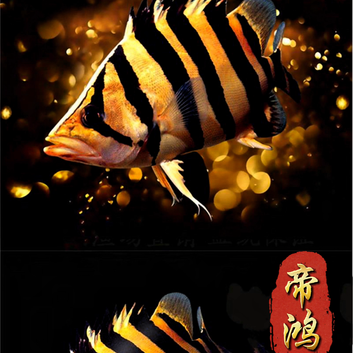 印尼苏门答腊虎四纹苏虎活体观赏鱼（直播间改价链接）