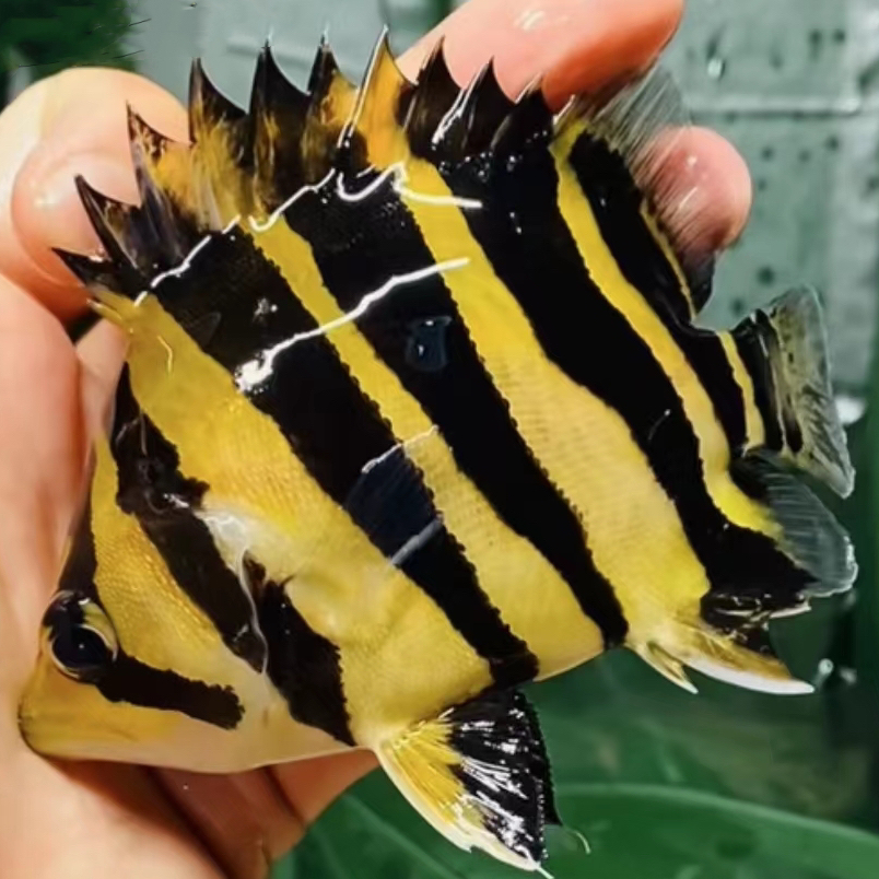 印尼四纹虎三纹虎苏虎鱼观赏热带鱼活体（包邮改价链接)