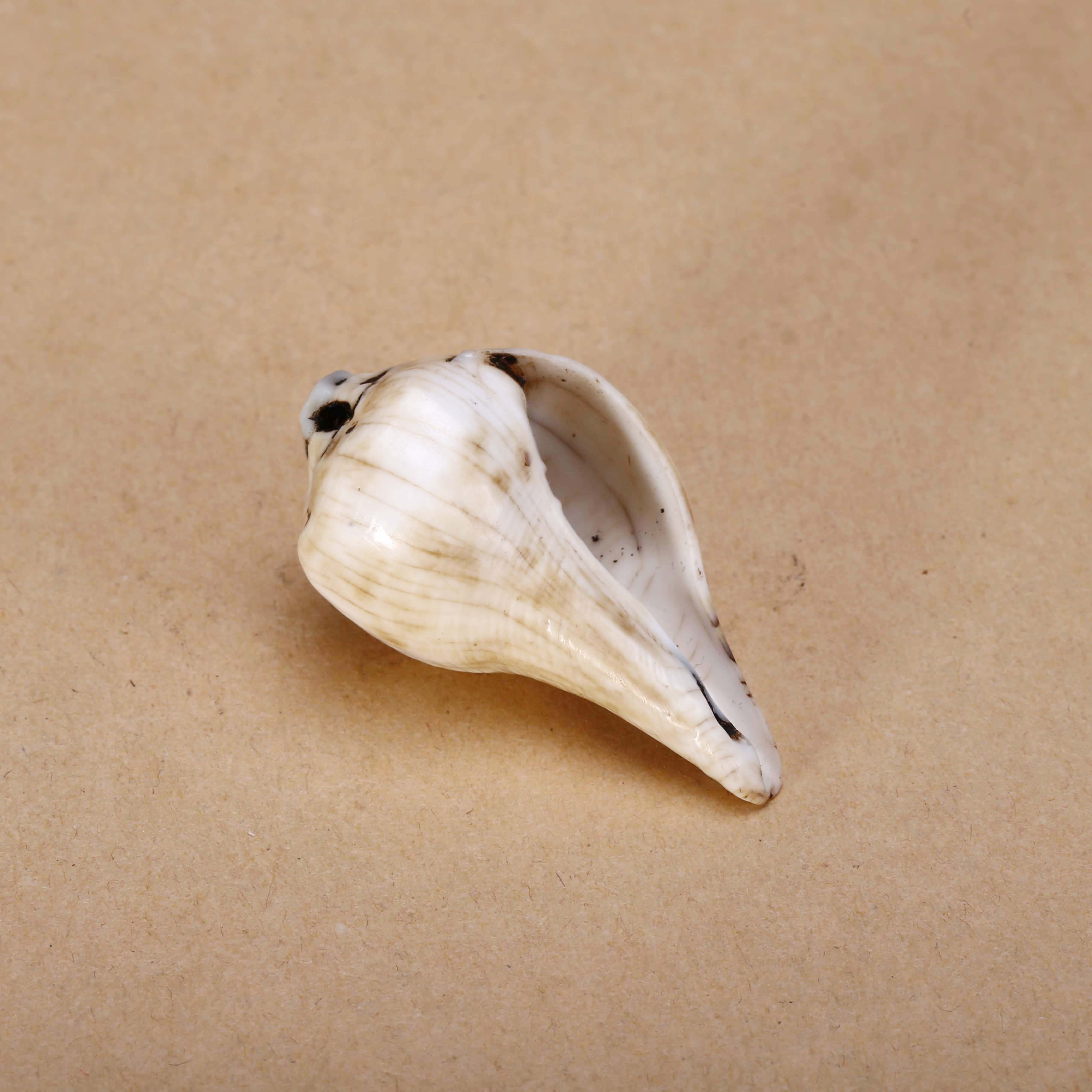 【济文阁】JMG20120507清晚期 白海螺妙音