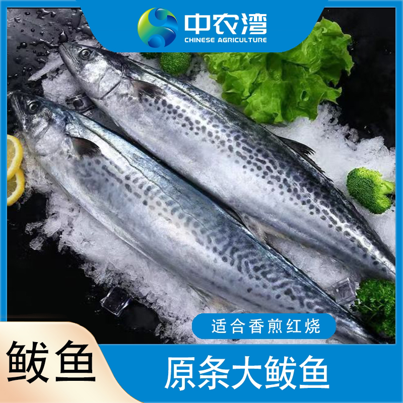 【中农湾】原条鲅鱼净重4.5斤起（1斤以上/条共3-4条）