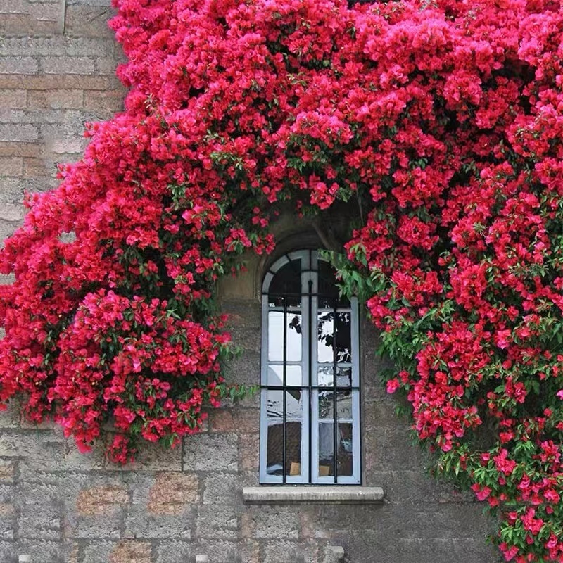 甜蜜红木香红罗莎莉爬藤植物花苗盆栽攀爬花卉庭院四季开花养护