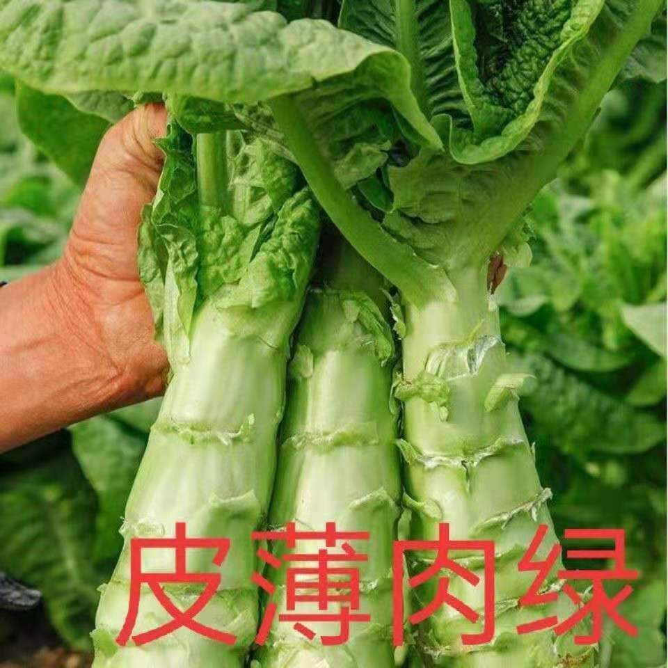 莴笋种子四季香莴笋种子蔬菜种子耐热耐寒春秋季高产嫩脆莴苣种子