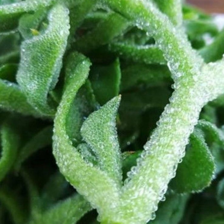 水晶冰菜种子冰草种籽四季蔬果种子特色菜盆栽田园蔬菜