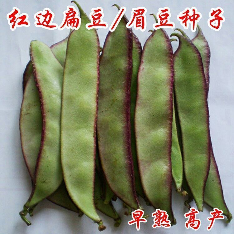紫边眉豆种子紫眉豆红色早熟豆种冬季春秋芸四季豆籽盆栽蔬菜种子
