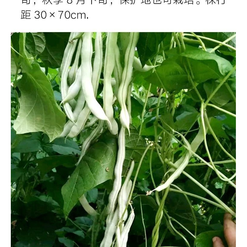 超级九粒白芸豆种子白不老豆角种子四季菜种子老来少豆籽早熟高产