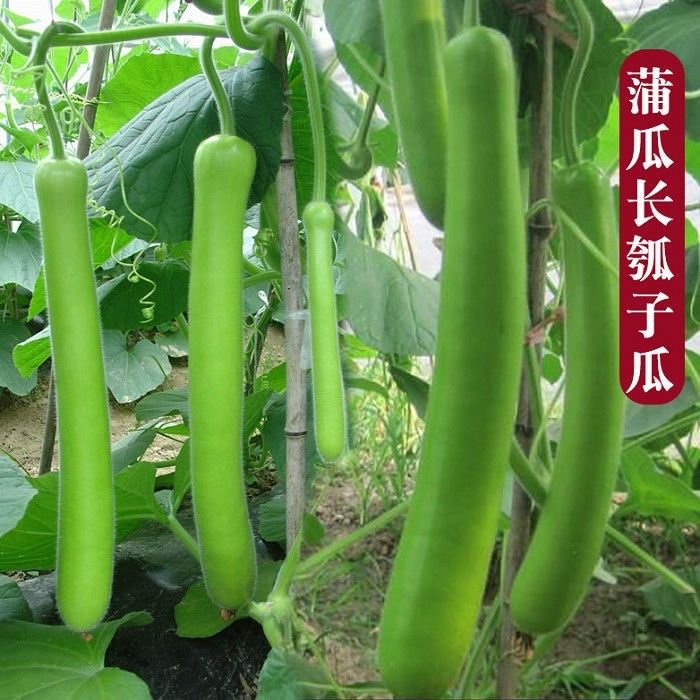 厚肉长瓠子瓜早熟柔嫩蒲瓜种子籽孑葫芦瓜圆瓠味香甜蔬菜瓜果庭院