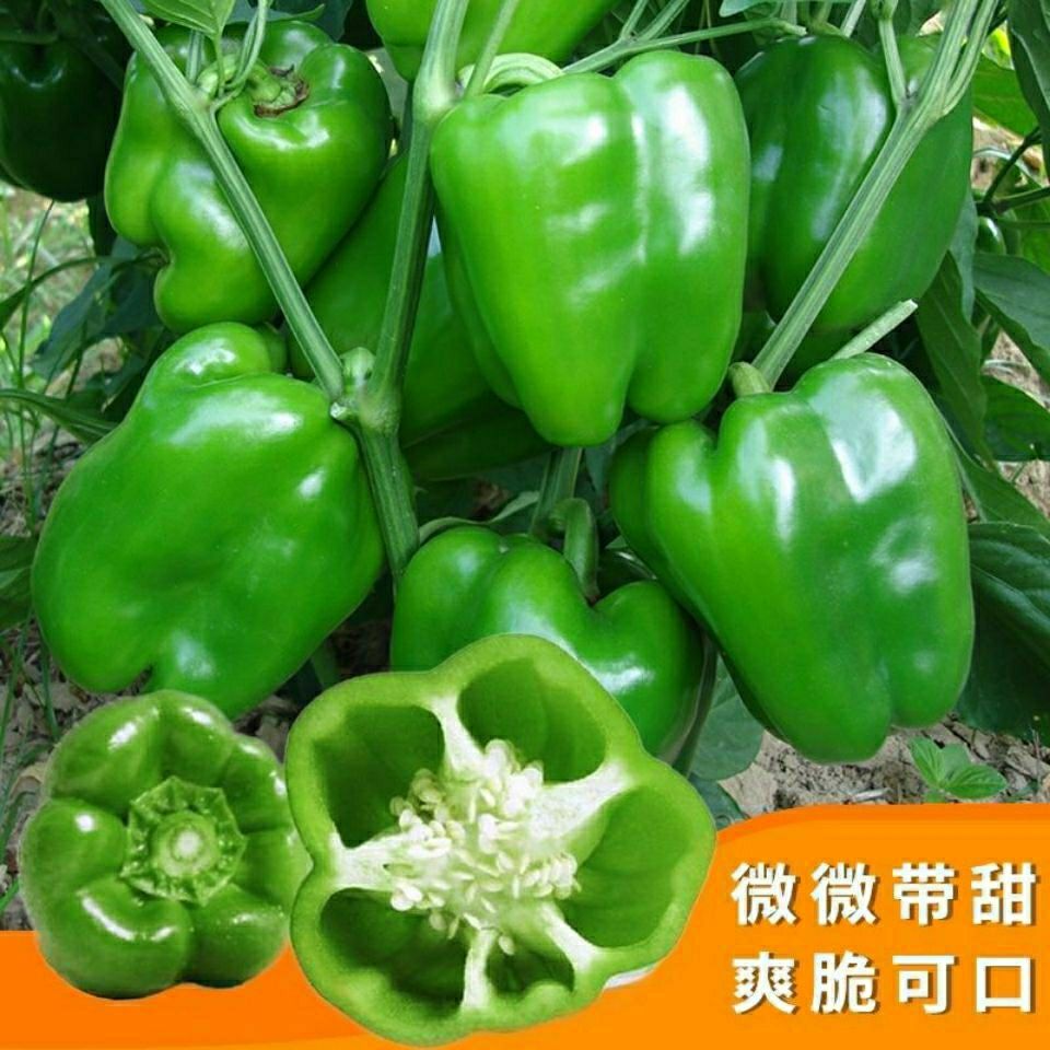 特大甜椒种子高产青椒种籽灯笼椒四季播阳台盆栽农家庭院辣椒种子