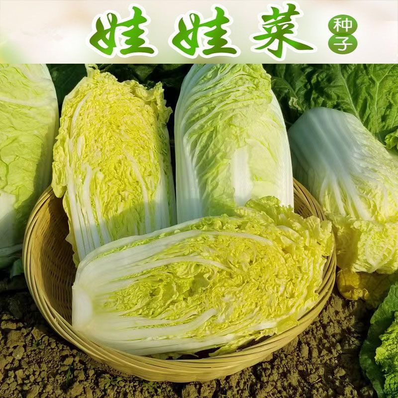 娃娃菜种籽早熟黄心娃娃菜小白菜种子庭院种菜阳台盆栽蔬菜种子