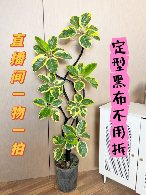 花叶橡皮树盆栽青叶富贵榕办公室客厅花卉植物黄金榕室内大型绿植