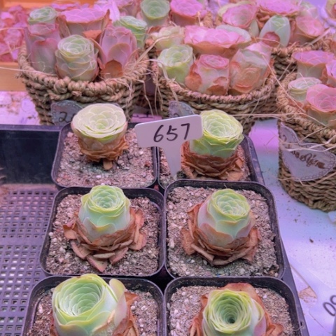 657 山地玫瑰一物一拍