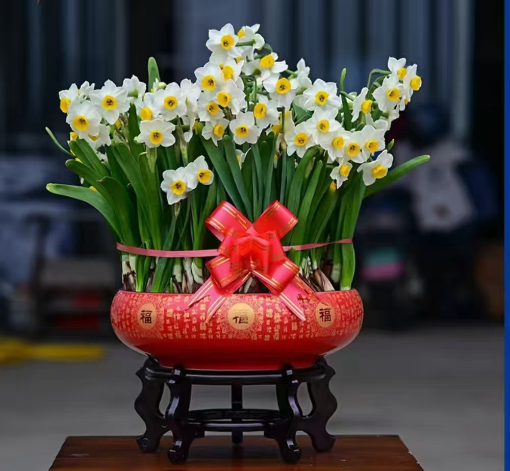 漳州水仙花种球基地直销冬季浓香型花卉小盆水培绿植